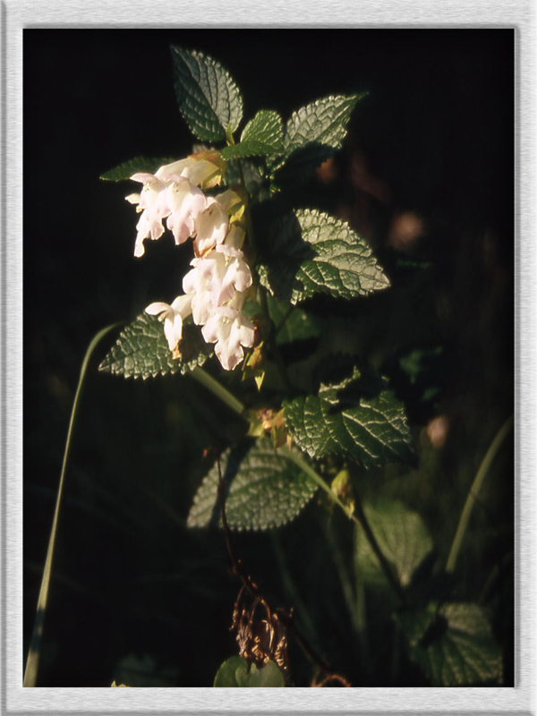 Melittis melissophyllum / Erba limona comune